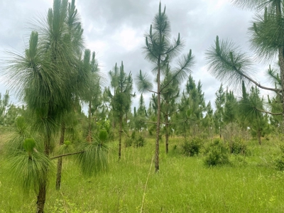 304 Acre Hunting Timber Land for Sale Amite County MS - image 9