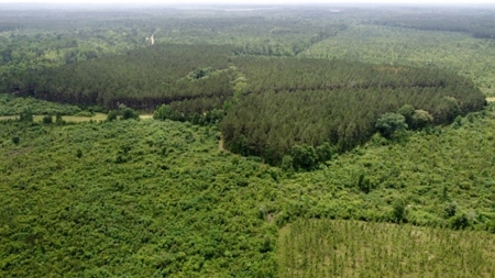 304 Acre Hunting Timber Land for Sale Amite County MS - image 5