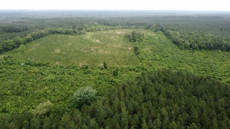 304 Acre Hunting Timber Land for Sale Amite County MS - image 8