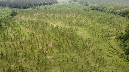 304 Acre Hunting Timber Land for Sale Amite County MS - image 3