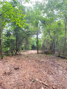 East Texas Land For Sale - image 12