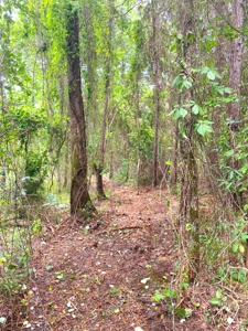 East Texas Land For Sale - image 2