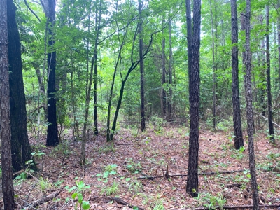 East Texas Land For Sale - image 24