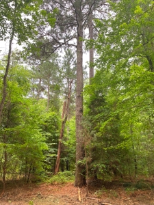 East Texas Land For Sale - image 9