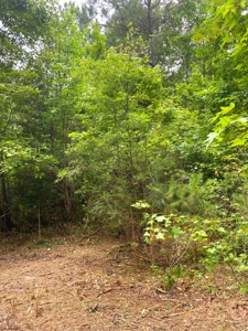 East Texas Land For Sale - image 8