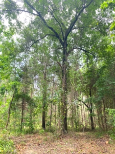 East Texas Land For Sale - image 16