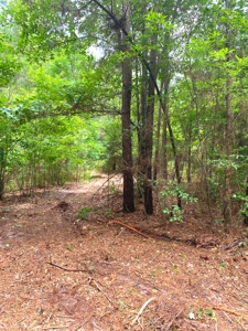 East Texas Land For Sale - image 7