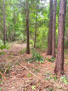 East Texas Land For Sale - image 17