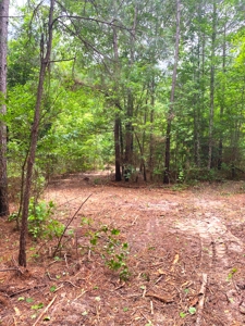 East Texas Land For Sale - image 6