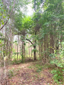 East Texas Land For Sale - image 4