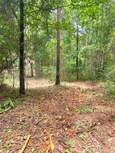 East Texas Land For Sale - image 3