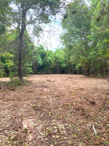 East Texas Land For Sale - image 13