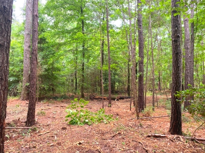 East Texas Land For Sale - image 23