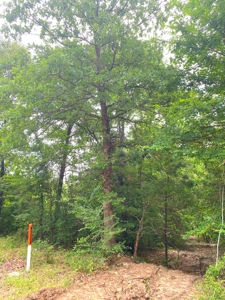 East Texas Land For Sale - image 11
