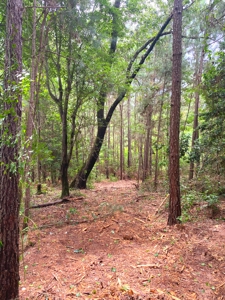 East Texas Land For Sale - image 5