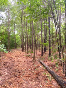 East Texas Land For Sale - image 1