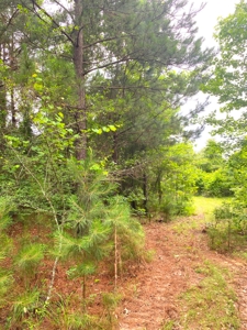 East Texas Land For Sale - image 15