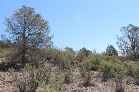 Land for sale  that Borders State Trust Land on 2 Sides - image 4
