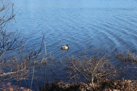 Perfect Location within Arrowhead Lakes for a New Home - image 3