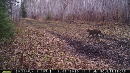 80 Acre Side Lake Hunting Land For Sale! - image 15