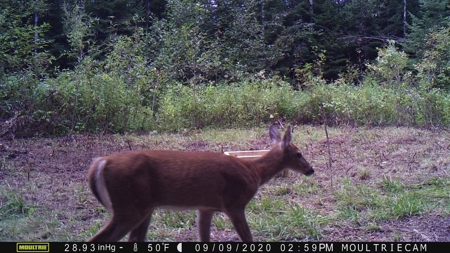 80 Acre Side Lake Hunting Land For Sale! - image 13