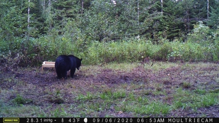 80 Acre Side Lake Hunting Land For Sale! - image 11
