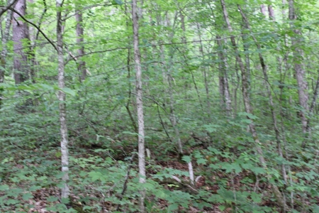 17 Acres With Cargo Conversion Trailer in East TN For Sale - image 14