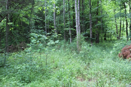 17 Acres With Cargo Conversion Trailer in East TN For Sale - image 7