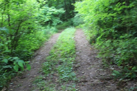 17 Acres With Cargo Conversion Trailer in East TN For Sale - image 3