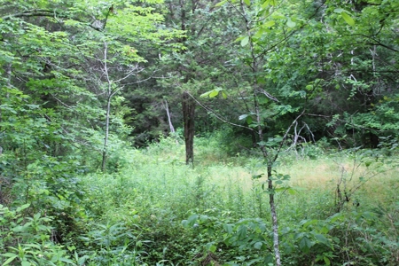 17 Acres With Cargo Conversion Trailer in East TN For Sale - image 8