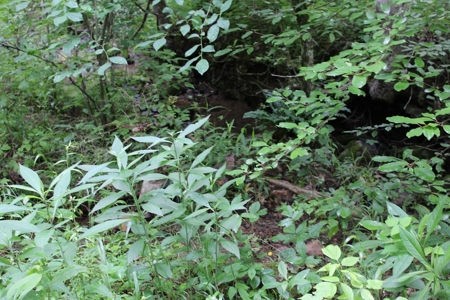 17 Acres With Cargo Conversion Trailer in East TN For Sale - image 4