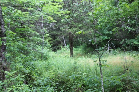 17 Acres With Cargo Conversion Trailer in East TN For Sale - image 9