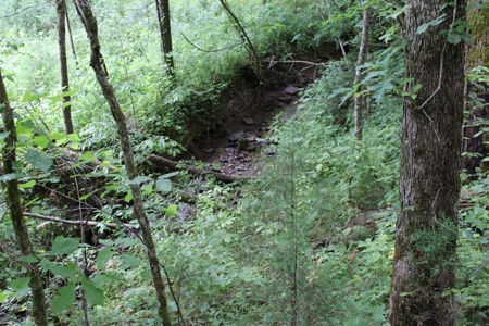17 Acres With Cargo Conversion Trailer in East TN For Sale - image 10
