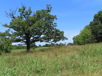 Land With Cave For Sale In Ar - image 7