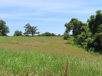Land With Cave For Sale In Ar - image 9