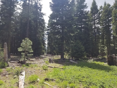 Quiet Mountain Retreat 1+/- Acres - image 1