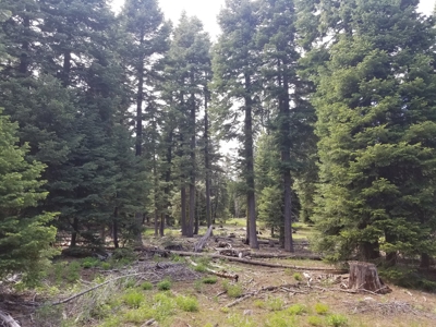 Quiet Mountain Retreat 1+/- Acres - image 4