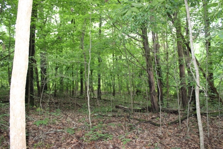 Historic Home / Farm With Creek For Sale In Hardin Co Tn - image 45