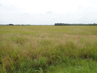 North East Texas Land For Sale in Commerce - image 1