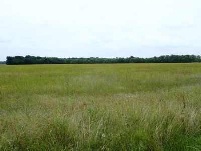 North East Texas Land For Sale in Commerce - image 4
