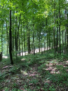 Hunting & Recreational Land For Sale in Hancock County, TN - image 24