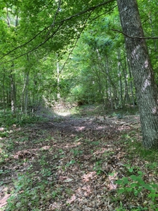 Hunting & Recreational Land For Sale in Hancock County, TN - image 21
