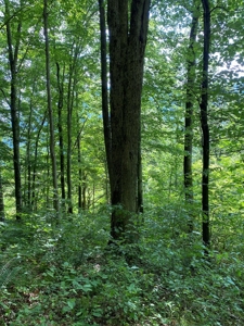 Hunting & Recreational Land For Sale in Hancock County, TN - image 26