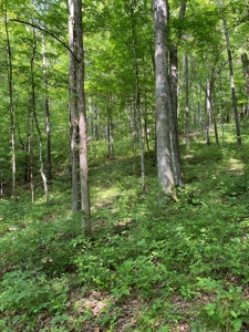 Hunting & Recreational Land For Sale in Hancock County, TN - image 23