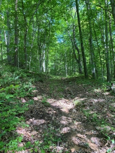 Hunting & Recreational Land For Sale in Hancock County, TN - image 20