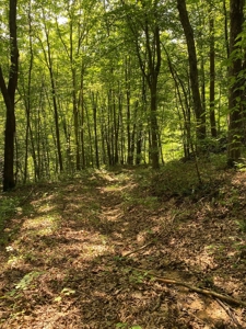 Hunting & Recreational Land For Sale in Hancock County, TN - image 22