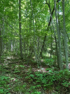 19 Acres Unrestricted Land In Hancock Co., TN For Sale - image 17