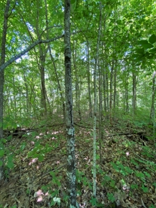 19 Acres Unrestricted Land In Hancock Co., TN For Sale - image 5