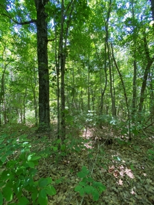19 Acres Unrestricted Land In Hancock Co., TN For Sale - image 6