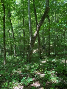 19 Acres Unrestricted Land In Hancock Co., TN For Sale - image 15